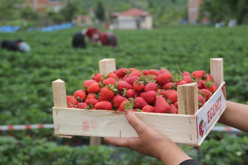 Ordu'nun çalışkan kadınlarından örnek davranış! Nerede hasat varsa oradalar