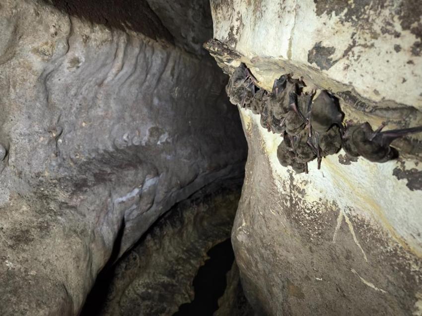 Ordu'da gizemli mağara keşfedildi! İçine girenler büyüleniyor, yeni dönem başlatacak