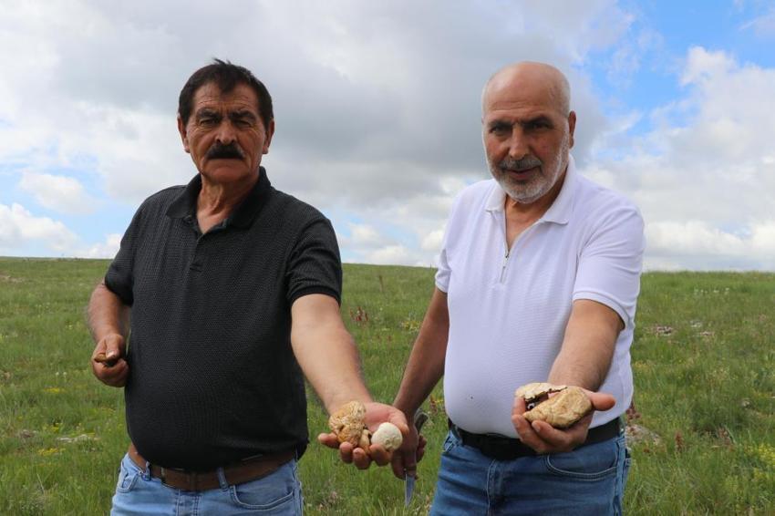 Sivas'ta doğada kendiliğinden yetişiyor! Et yerine tüketiyorlar, hepsi bedava: Allah bize lütfetti
