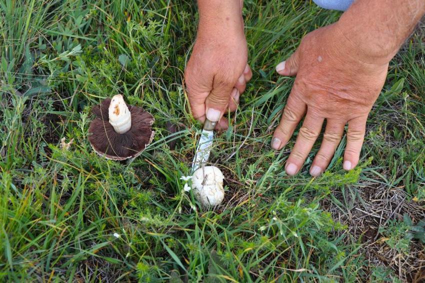 Sivas'ta doğada kendiliğinden yetişiyor! Et yerine tüketiyorlar, hepsi bedava: Allah bize lütfetti