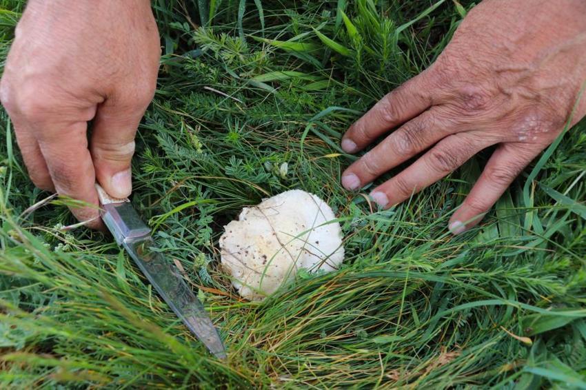 Sivas'ta doğada kendiliğinden yetişiyor! Et yerine tüketiyorlar, hepsi bedava: Allah bize lütfetti