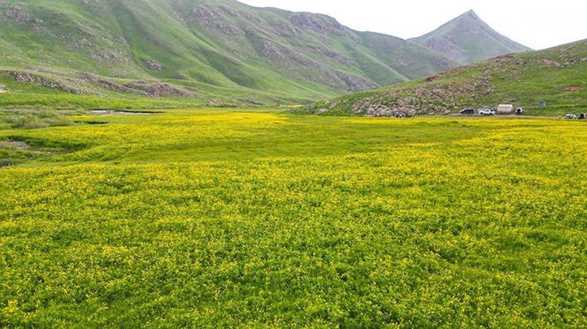 Doğaseverlerin gözdesi oldu! Şırnak, Hakkari, Van üçgeninde bir doğa harikası: Faraşin Yaylası keşfedilmeyi bekliyor!