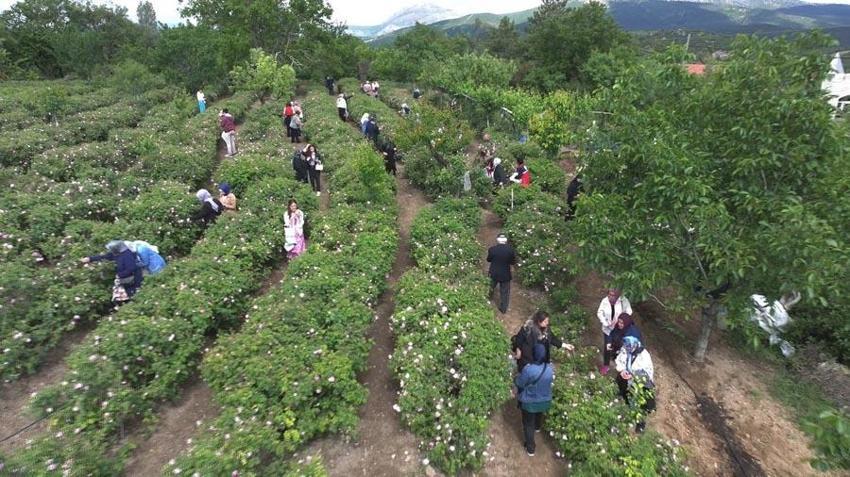 Hasat başladı, Isparta Gül Festivali'nde coşku doruklara taşındı