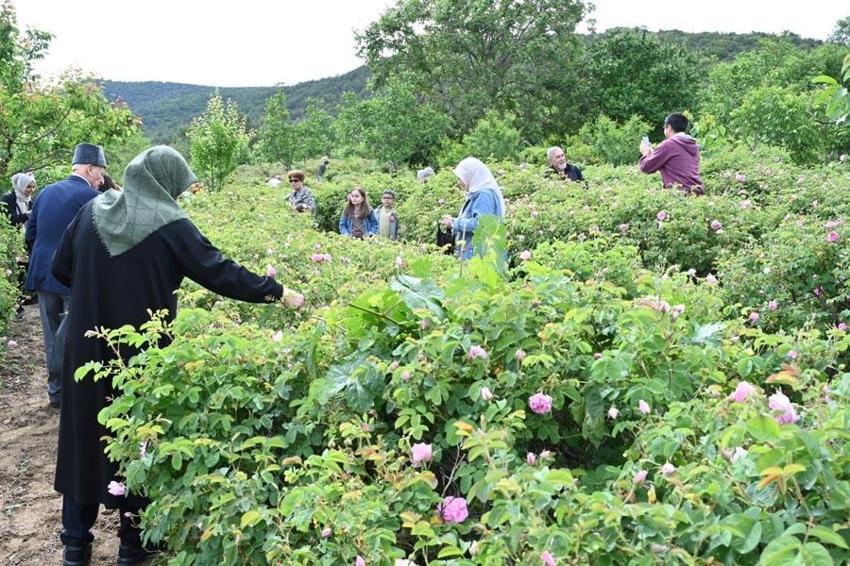 Hasat başladı, Isparta Gül Festivali'nde coşku doruklara taşındı