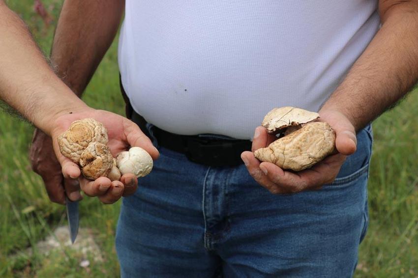 Sivas'ta bedava protein! Doğadan elleriyle tek tek topluyorlar: Allah bize lütfetmiş, etten daha çok seviyorum
