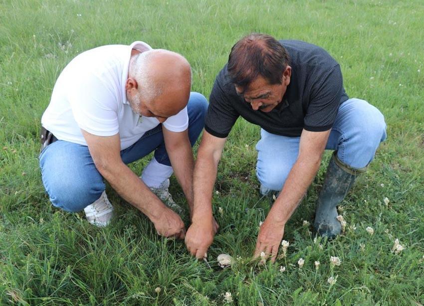 Sivas'ta bedava protein! Doğadan elleriyle tek tek topluyorlar: Allah bize lütfetmiş, etten daha çok seviyorum