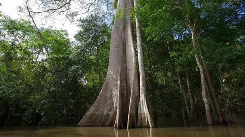 Minik sünger parçası sususluğu kökünden çözüyor! Depremde hayat kurtaracak