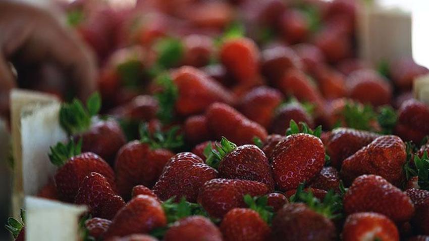 En hassas meyvede ilk hasat yapıldı! Atıl durumdaki arazilerdeki alternatif tarım meyvesini verdi