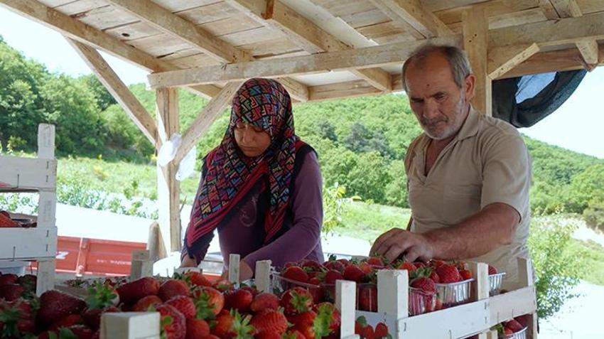 En hassas meyvede ilk hasat yapıldı! Atıl durumdaki arazilerdeki alternatif tarım meyvesini verdi