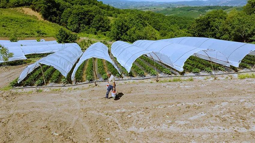 En hassas meyvede ilk hasat yapıldı! Atıl durumdaki arazilerdeki alternatif tarım meyvesini verdi