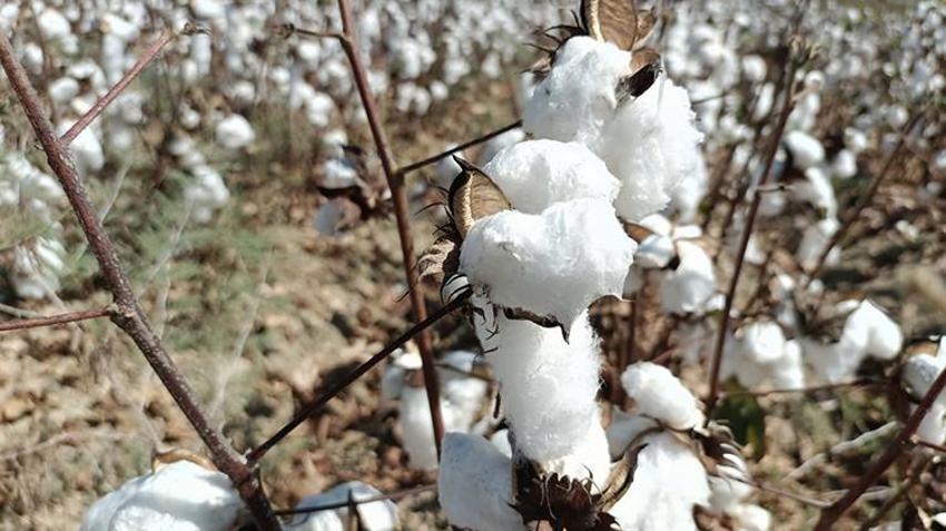 Kuraklık riski yüzde 50 arttı! Özellikle Adana için kriz kapıda: Acilen değiştirilmesi gerekiyor