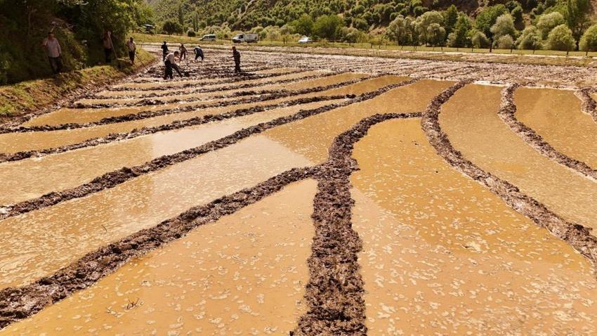 Bitlis'te yüzyıllardır devam ediyor! Bütün köy toplanıp yapıyor, 100 lira fiyatı var