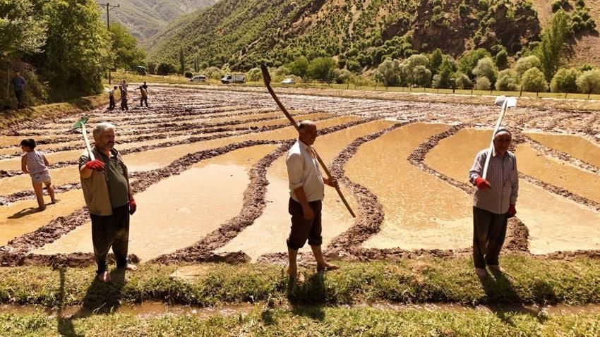 Bitlis'te yüzyıllardır devam ediyor! Bütün köy toplanıp yapıyor, 100 lira fiyatı var