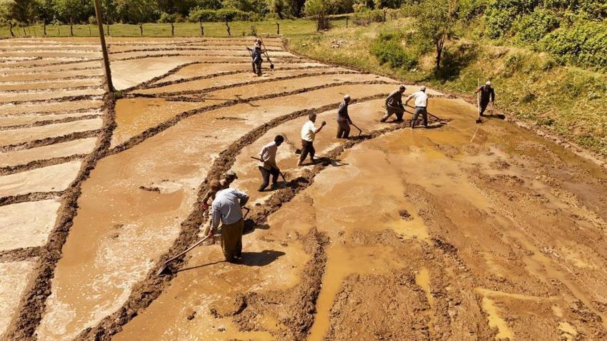 Bitlis'te yüzyıllardır devam ediyor! Bütün köy toplanıp yapıyor, 100 lira fiyatı var