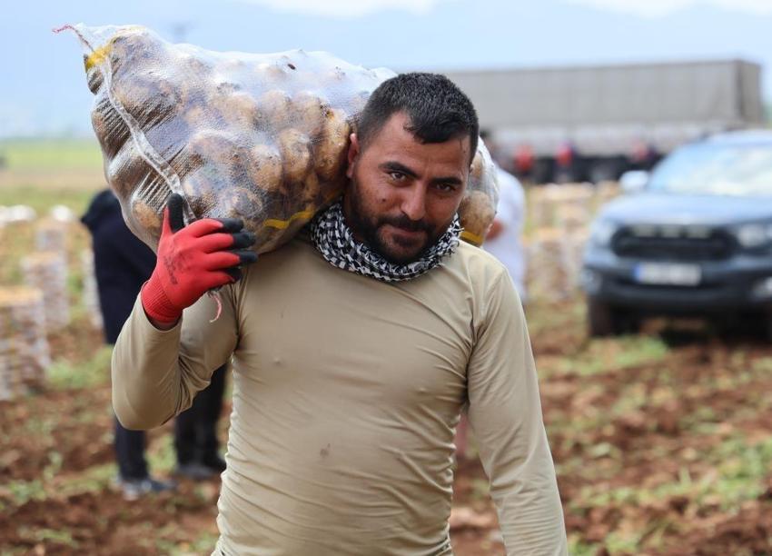 Adana'da aylık 100 bin TL kazandırıyor! Hasat 70 bin dönüm arazide başladı: Tonlarca ürün ihraç ediliyor