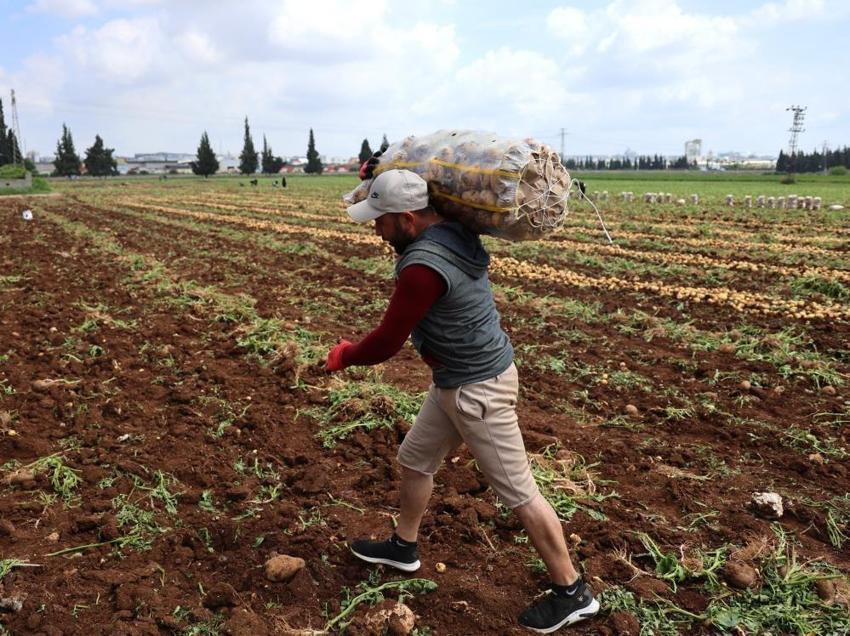Adana'da aylık 100 bin TL kazandırıyor! Hasat 70 bin dönüm arazide başladı: Tonlarca ürün ihraç ediliyor