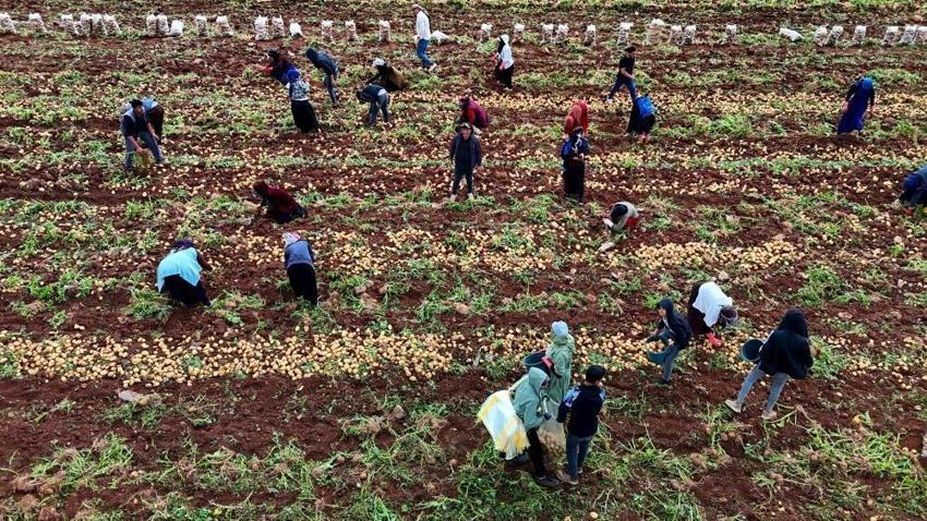 Adana'da aylık 100 bin TL kazandırıyor! Hasat 70 bin dönüm arazide başladı: Tonlarca ürün ihraç ediliyor