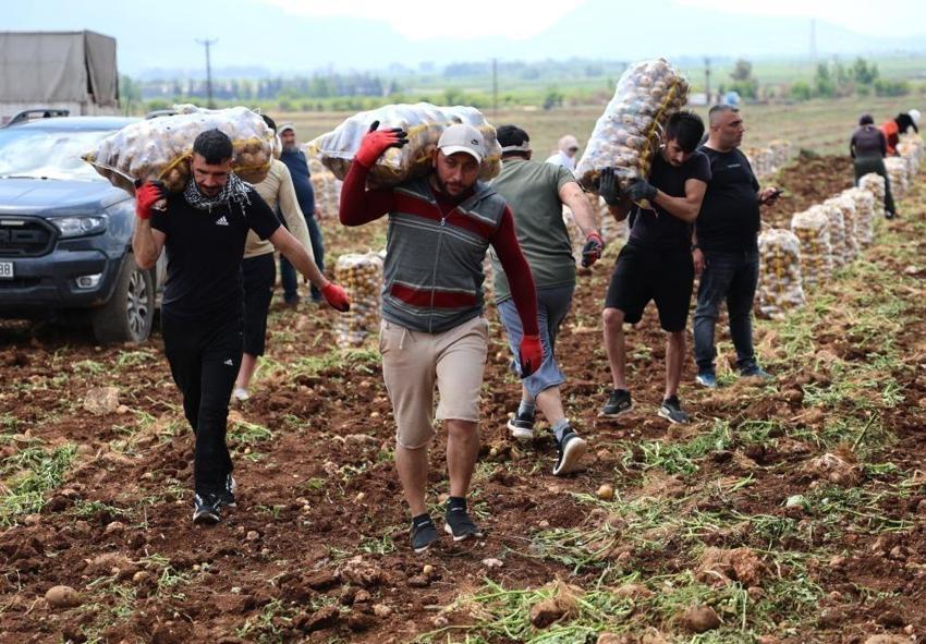 Adana'da aylık 100 bin TL kazandırıyor! Hasat 70 bin dönüm arazide başladı: Tonlarca ürün ihraç ediliyor