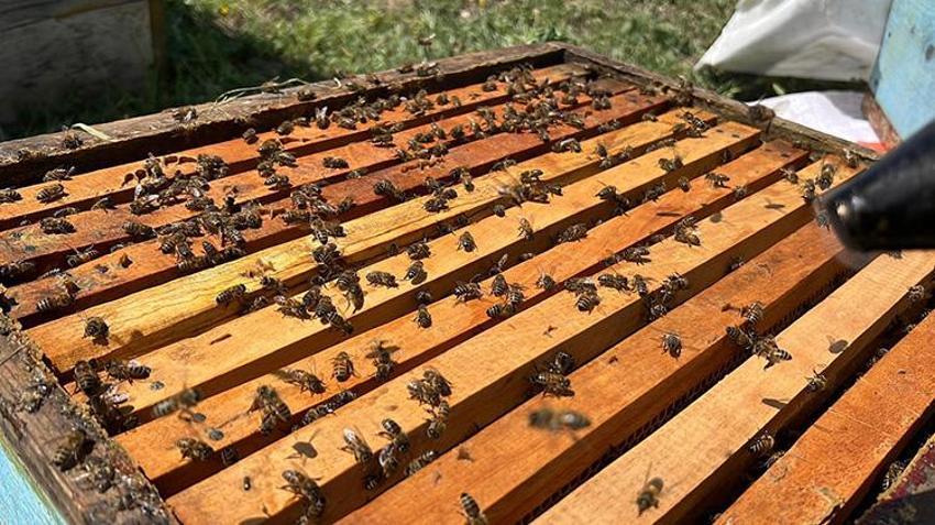 Karslıların fark edemediğini Ordulu aile fark etti! Yıllar önce dedeleri buraya geliyordu şimdi kendileri geliyor