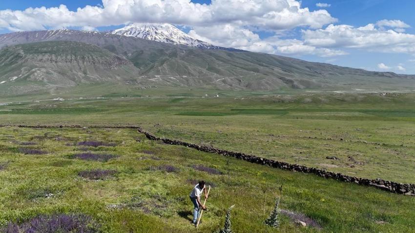 Iğdır'da beklemediği başına geldi! Çorak arazi yeşillendi