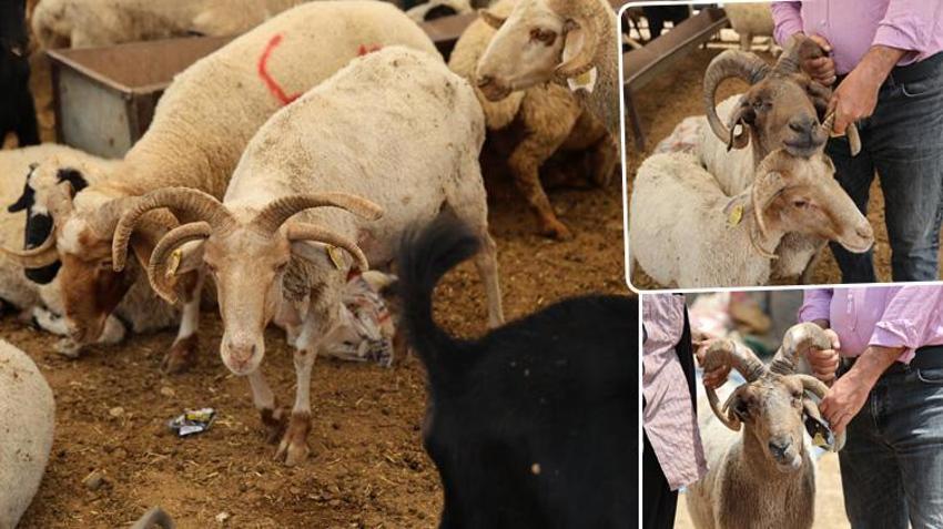 Kurban pazarında şaşkına çeviren görüntü! Dört boynuzlu koçlar görenlerin dikkatini çekiyor