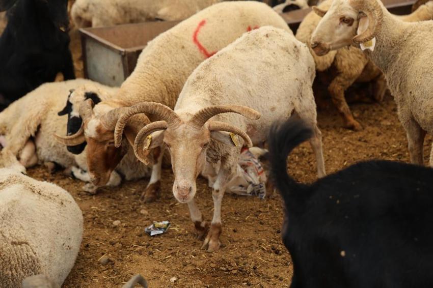 Kurban pazarında şaşkına çeviren görüntü! Dört boynuzlu koçlar görenlerin dikkatini çekiyor