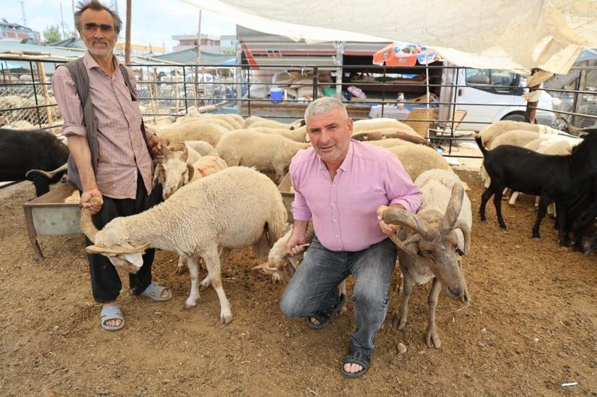 Kurban pazarında şaşkına çeviren görüntü! Dört boynuzlu koçlar görenlerin dikkatini çekiyor