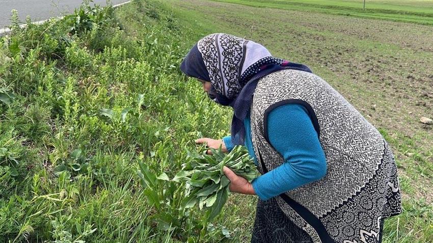 Kars doğasının şifa kaynakları! Şehirde kadınların mesaisi başladı: Kekik, kuş ekmeği, yarpuz, çaşır, evelik ve ısırgan...