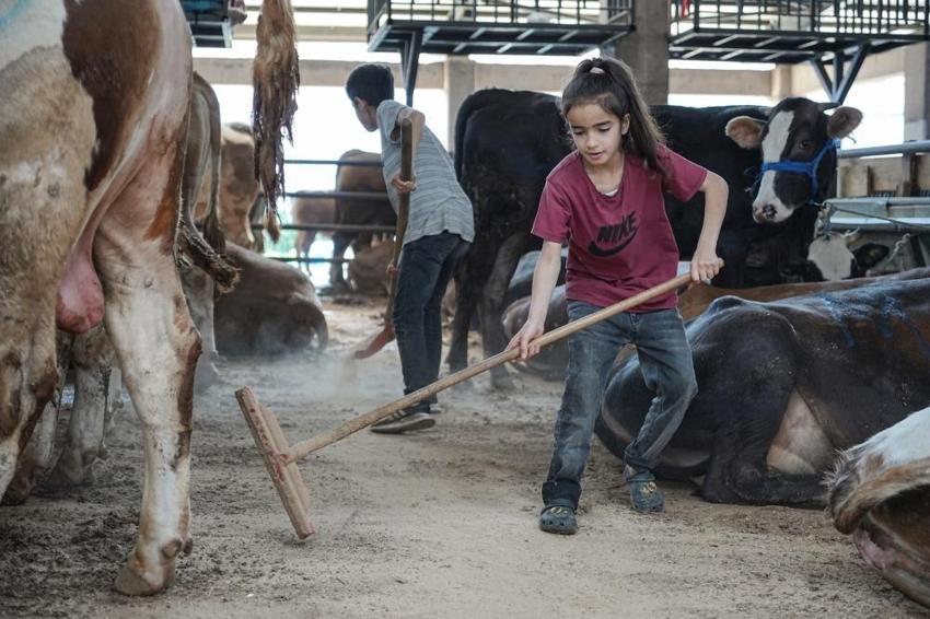 Bursa'da kurban diye 8 yaşındaki Ecrin'i seçtiler! Hayvan pazarının en küçük satıcısı
