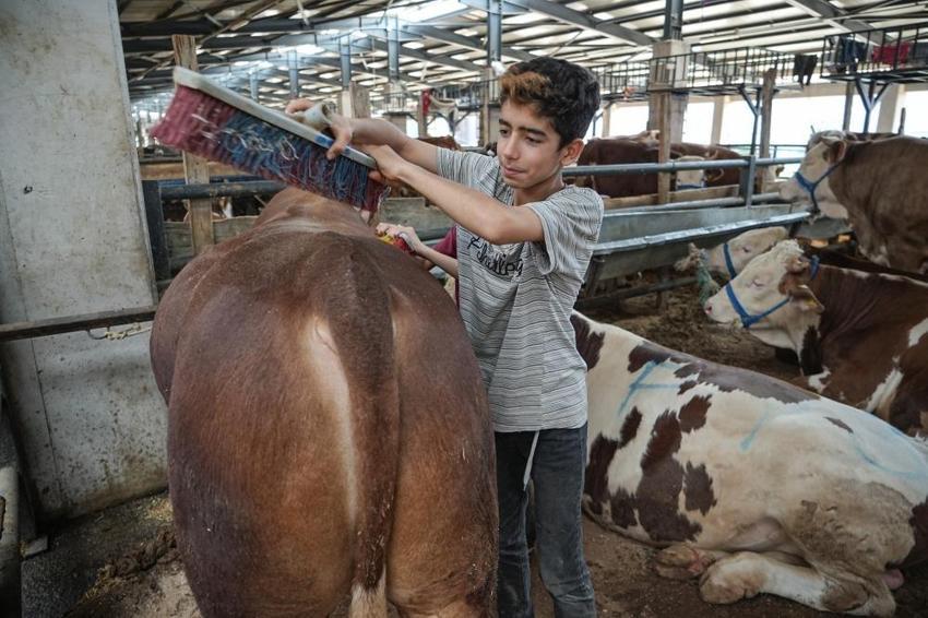 Bursa'da kurban diye 8 yaşındaki Ecrin'i seçtiler! Hayvan pazarının en küçük satıcısı

