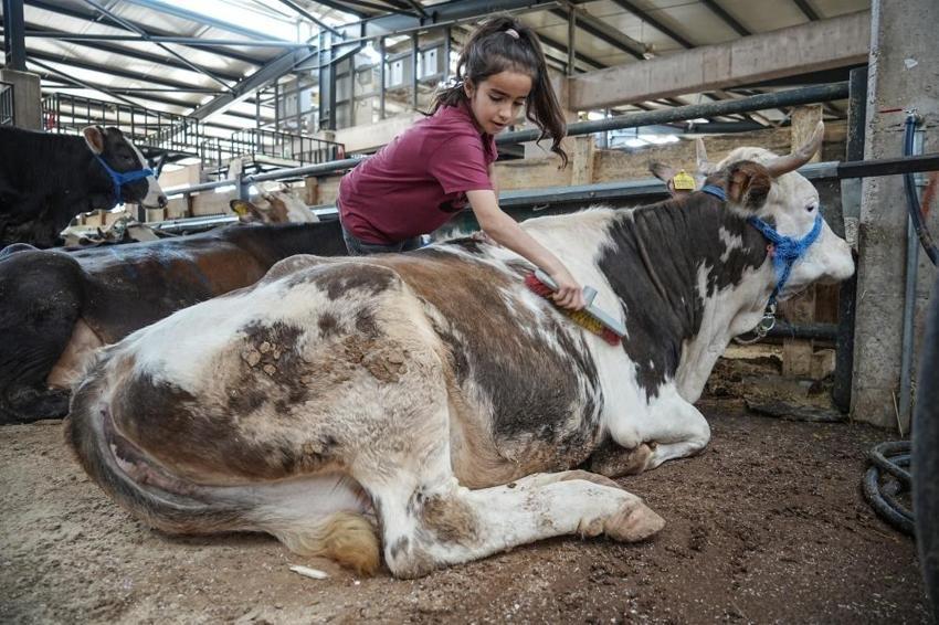 Bursa'da kurban diye 8 yaşındaki Ecrin'i seçtiler! Hayvan pazarının en küçük satıcısı
