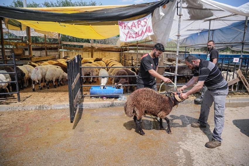 Bursa'da kurban pazarına giren ona bakıyor! Bu özelliği hiçbir hayvanda yok