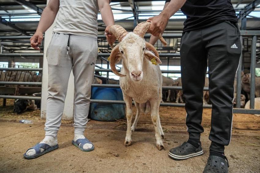 Bursa'da kurban pazarına giren ona bakıyor! Bu özelliği hiçbir hayvanda yok