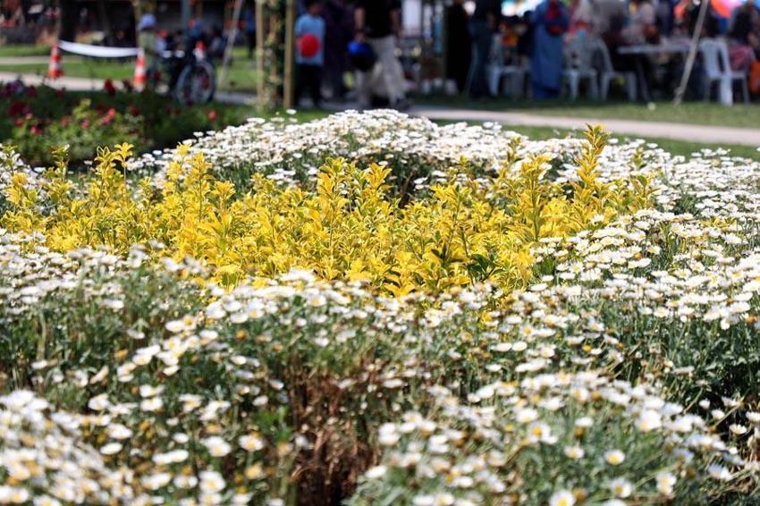 Sakarya Kurban Bayramı'na hazır! Şehirin dört bir yanı çiçeklerle donatıldı