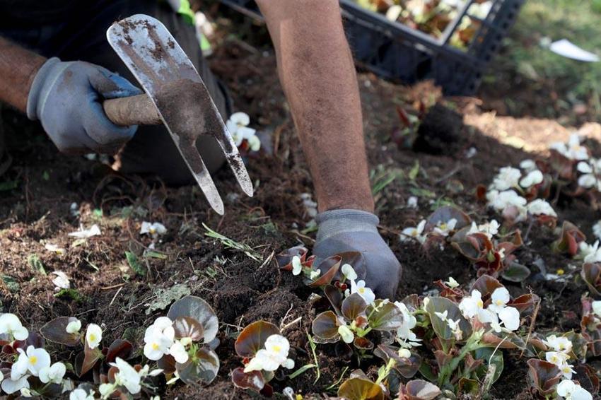 Sakarya Kurban Bayramı'na hazır! Şehirin dört bir yanı çiçeklerle donatıldı
