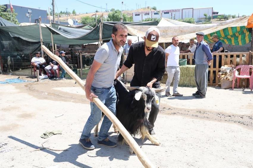 Elazığ'da kol kıran kurban pazarlığı: Hayvan pazarında ilginç görüntü
