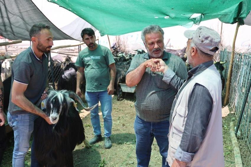 Elazığ'da kol kıran kurban pazarlığı: Hayvan pazarında ilginç görüntü