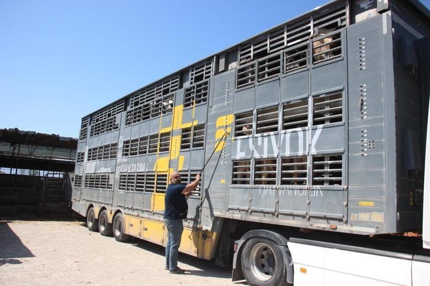 Türk mühendisler üretti! Canlı hayvan naklinde 5 yıldız konfor: Hayvana eziyet sıfıra indi
