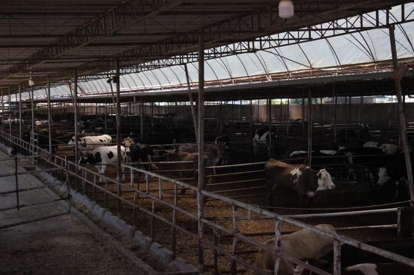 Türk mühendisler üretti! Canlı hayvan naklinde 5 yıldız konfor: Hayvana eziyet sıfıra indi
