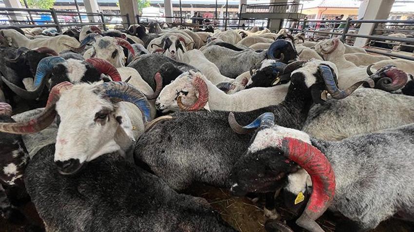 Bursa kurban pazarı Trabzonsporlu koçlarla renklendi! Bordo-mavi renklere boyanan boynuzlar ilgi çekti