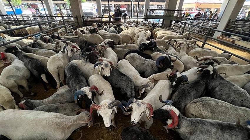 Bursa kurban pazarı Trabzonsporlu koçlarla renklendi! Bordo-mavi renklere boyanan boynuzlar ilgi çekti