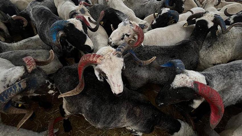 Bursa kurban pazarı Trabzonsporlu koçlarla renklendi! Bordo-mavi renklere boyanan boynuzlar ilgi çekti