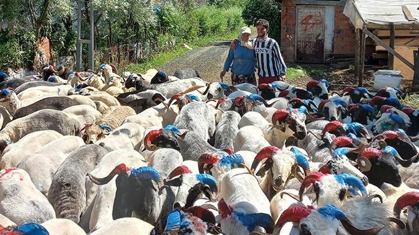 Bursa kurban pazarı Trabzonsporlu koçlarla renklendi! Bordo-mavi renklere boyanan boynuzlar ilgi çekti