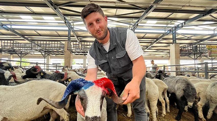 Bursa kurban pazarı Trabzonsporlu koçlarla renklendi! Bordo-mavi renklere boyanan boynuzlar ilgi çekti