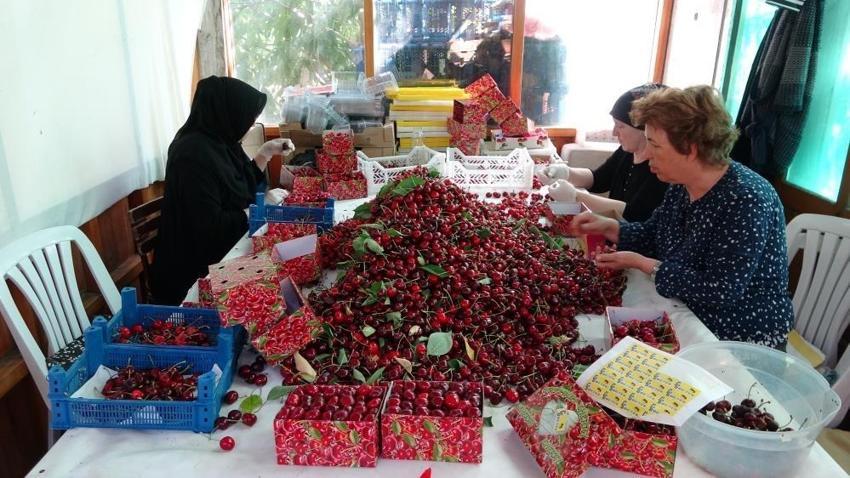 Kiraz çay bardağına sığmıyor! Hasat başladı: Çanakkale'de yüzler güldü: Kilosu 700 lira