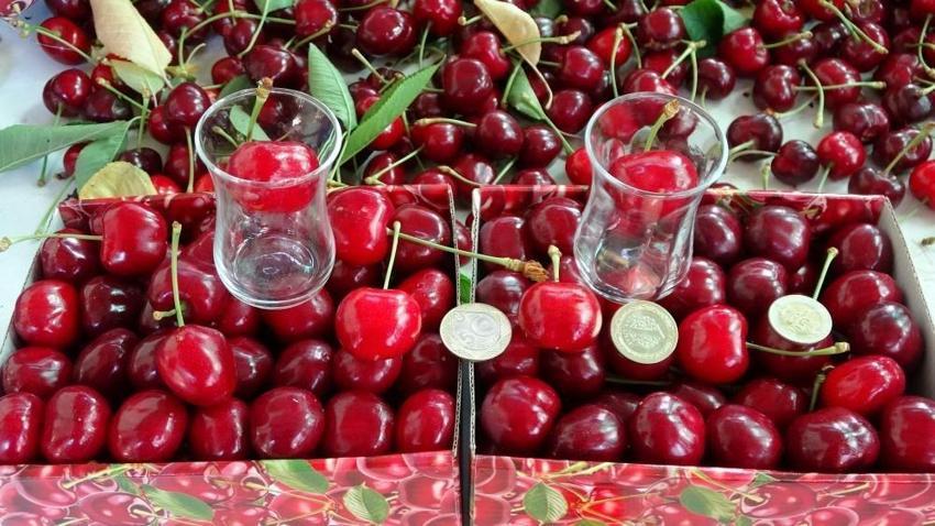 Kiraz çay bardağına sığmıyor! Hasat başladı: Çanakkale'de yüzler güldü: Kilosu 700 lira