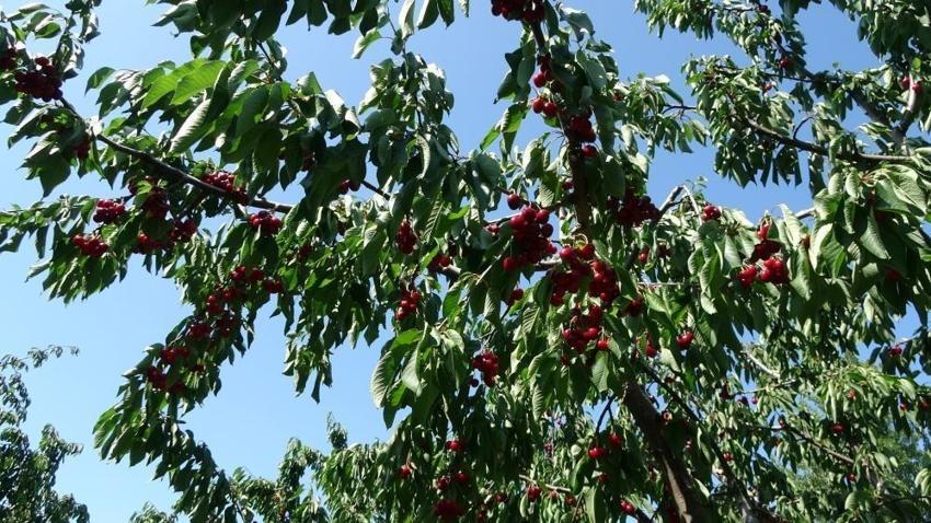 Kiraz çay bardağına sığmıyor! Hasat başladı: Çanakkale'de yüzler güldü: Kilosu 700 lira