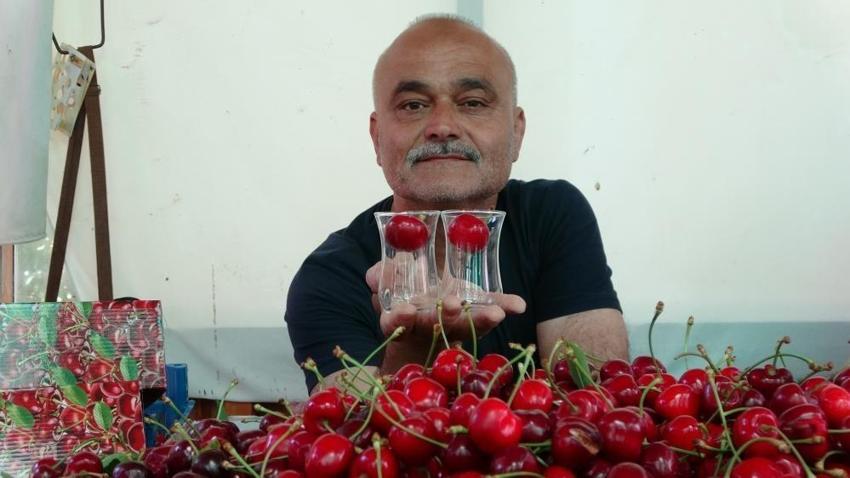 Kiraz çay bardağına sığmıyor! Hasat başladı: Çanakkale'de yüzler güldü: Kilosu 700 lira