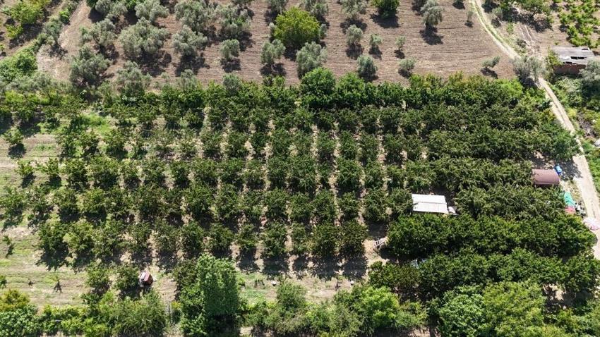 Kiraz çay bardağına sığmıyor! Hasat başladı: Çanakkale'de yüzler güldü: Kilosu 700 lira