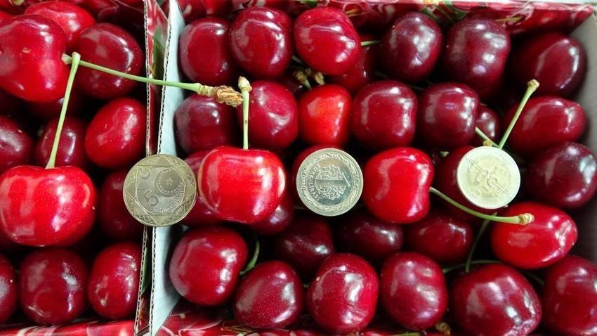 Kiraz çay bardağına sığmıyor! Hasat başladı: Çanakkale'de yüzler güldü: Kilosu 700 lira